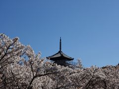 桜の京都てくてく半日めぐり・仁和寺・妙心寺退蔵院・法金剛院