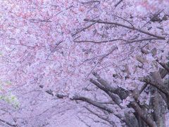 京都　桜めぐり～六孫王神社、和らぎの道、城南宮