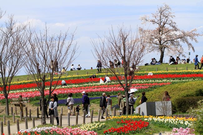 奈良県営馬見丘陵公園　チューリップが綺麗でした。<br /><br />とても広い公園で、四季折々の花々が咲き誇る見どころたっぷりの公園です。<br />駐車場、入園料がともに無料です。<br />この時期はチューリップフェアが開催されており４０万本以上のチューリップが咲き誇っていました。<br />平日の金曜日ですが、絶好のお花見日和ということもあって大勢の人が訪れていました。<br />