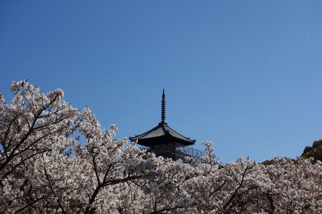 混んでいるのはわかっていても京都の桜を観に行きたい！<br /><br />というワガママな気持ちで臨んだ、<br />「移動に疲れない半日で回れる軽いお散歩程度の桜巡り」を写真中心に綴ってみました。<br /><br />仁和寺まではバスで、あとは徒歩で寺院を巡って、法金剛院からはまたバスで<br />電車の乗り継ぎ駅という自分的にお手軽な道のりです。<br /><br />良い天気と素敵な桜に恵まれた半日の記録です。