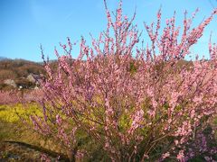 阪急ツアーで行く三春の滝桜と若冲展観賞と花見山公園日帰りの旅３　花見山公園