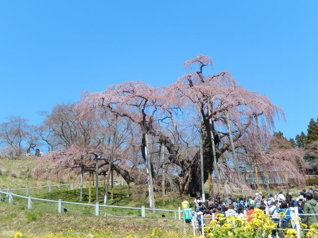 阪急ツアートラピックスで、三春の滝桜と福島県立美術館の若冲展と<br />花見山公園に日帰りで行ってきました。<br />朝7時10分東京駅集合。<br />東京駅から東北新幹線にのり、<br />新白河駅で降りて、そこからバスで移動です。<br /><br />当日の天気は晴れ。<br />とても暖かくて、お花見日和でした。<br /><br />