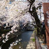 京の桜満開　（'19年4月）