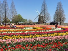 「あけぼの山公園」のチューリップは、色とりどりでとってもキレイでした