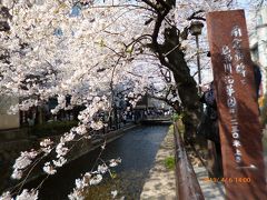 京の桜満開　（'19年4月）