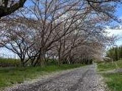 曽我梅林梅と桜　今日の散歩