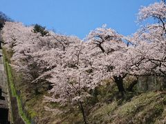 上野原で桜！公園ではないのですが、町民の力で。。