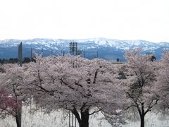 ’１９　信州 桜＆城めぐり１　桜満開の高田城 早朝さんぽ