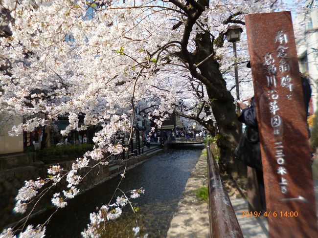 花見シーズンに京都を訪れることができました。四季折々に楽しめる京都は素晴らしい。