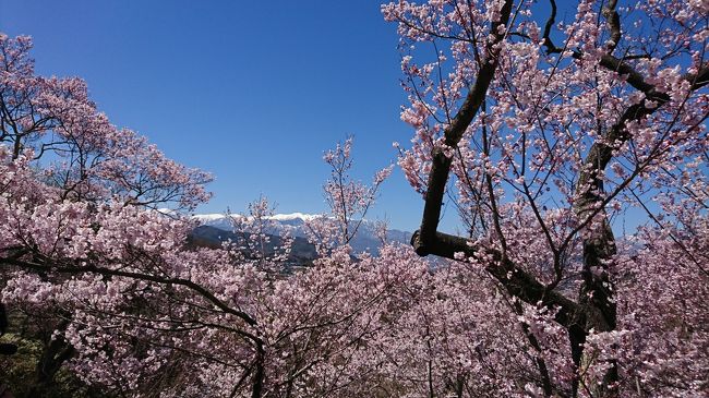 　今日は、朝から長野県伊奈市へ行きました。打合せ終了後、高遠城址公園へさくらを見に行きました。実は、以前からこの高遠の桜が見たくて狙っていたのですが、いつも桜の時期とづれて見に行くことができませんでした。今年は、満開の桜を高遠城址公園で見ることができました。中部圏では、この高遠の桜が一番有名です。