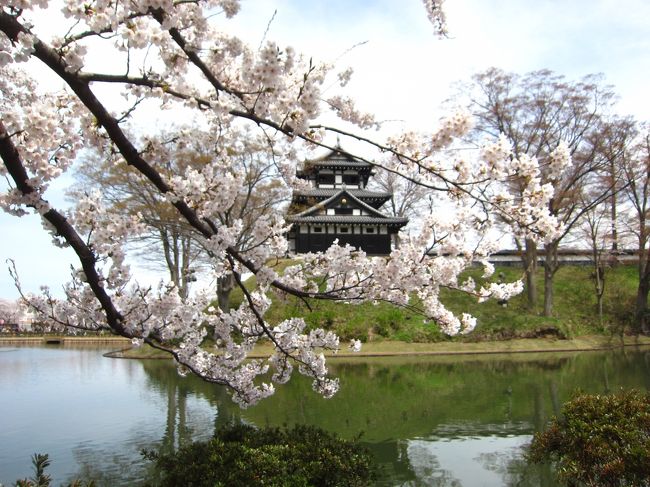 日本100名城めぐりをしていて甲信越では高遠城が残っていました。高遠城は桜が有名なので桜の時期に行こうと思っていたので今回行ってきました。ついでに日本三大夜桜の高田城や松本城も行ってきました。<br /><br />★旅行記２のルート<br />青田川桜並木→乙吉稲荷神社→旧師団長官舎→小竹製菓（笹だんごパン）→富寿司（ランチ）→高田城→高田駅→ぶらんカフェ→青田川桜並木<br /><br />１．桜満開の高田城 早朝さんぽ<br />２．青田川～旧師団長官舎～小竹製菓~富寿司～桜満開の高田城～ぶらんカフェ←★今ここ<br />３．日本三大夜桜 高田城百万人観桜会<br />４．日本三大桜の名所 高遠城に移動（三ノ丸～藩校進徳館）<br />５．日本三大桜の名所 ５分咲きの高遠城跡さんぽ<br />６．高遠城周辺散策（薬師堂しだれ桜～五郎山登山～白山観音）<br />７．伊那市 うしおのローメン＆春日公園の桜ライトアップ<br />８．珈琲美学アベのモーニング＆しだれ桜の咲く松本城<br />９．松本市美術館（草間彌生）＆そば処 吉邦～藩校進徳館）<br />５．日本三大桜の名所 ５分咲きの高遠城跡さんぽ<br />６．高遠城周辺散策（薬師堂しだれ桜～五郎山登山～白山観音）<br />７．伊那市 うしおのローメン＆春日公園の桜ライトアップ<br />８．珈琲美学アベのモーニング＆しだれ桜の咲く松本城<br />９．松本市美術館（草間彌生）＆そば処 吉邦<br />10．国宝松本城夜桜会＆ブックカフェ 栞日