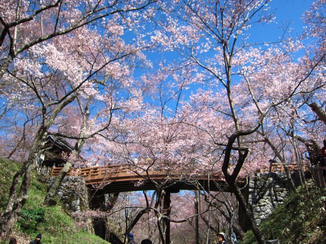 ’１９　信州 桜＆城めぐり５　日本三大桜の名所 ５分咲きの高遠城跡さんぽ