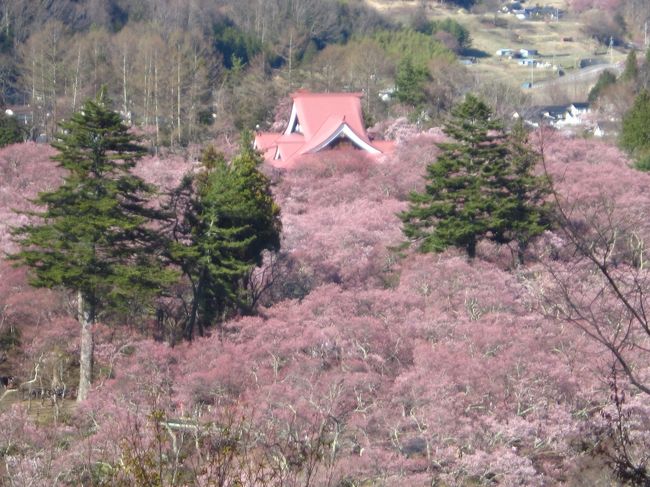 日本100名城めぐりをしていて甲信越では高遠城が残っていました。高遠城は桜が有名なので桜の時期に行こうと思っていたので今回行ってきました。ついでに日本三大夜桜の高田城や松本城も行ってきました。<br /><br />★旅行記６のルート<br />高遠城址南ゲート→絵島囲み屋敷→薬師堂しだれ桜→五郎山登山→白山観音（高遠城遠景撮影）→高遠城址→高遠駅バス停<br /><br />１．桜満開の高田城 早朝さんぽ<br />２．青田川～旧師団長官舎～小竹製菓~富寿司～桜満開の高田城～ぶらんカフェ<br />３．日本三大夜桜 高田城百万人観桜会<br />４．日本三大桜の名所 高遠城に移動（三ノ丸～藩校進徳館）<br />５．日本三大桜の名所 ５分咲きの高遠城跡さんぽ<br />６．高遠城周辺散策（薬師堂しだれ桜～五郎山登山～白山観音）←★今ここ<br />７．伊那市 うしおのローメン＆春日公園の桜ライトアップ<br />８．珈琲美学アベのモーニング＆しだれ桜の咲く松本城<br />９．松本市美術館（草間彌生）＆そば処 吉邦～藩校進徳館）<br />10．国宝松本城夜桜会＆ブックカフェ 栞日