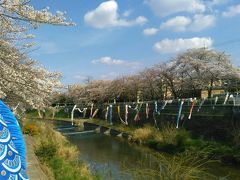 香流川のお花見 2019