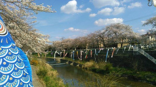 今年の桜は3週間に渡ってきれいに咲いていました。<br />名古屋では、珍しい事でいつもなら一週間か10日が桜の花の見ごろでした。<br />咲き始めてから寒かったので雨が降る日もありましたが、見ごろが長かったです。<br />花の色も空の青さによって濃くなったり、薄くなったり、とてもきれいでした。<br />今はきみどりの葉っぱが混ざって彩りに深みを増しています<br /><br />桜のトンネルを何度通ったことでしょう！<br /><br />