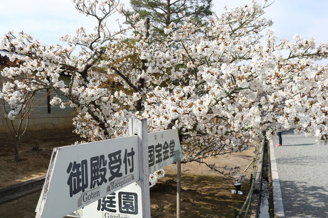 京都で結婚式があり、折角なので2泊で観光もしてきた。今年は桜が開花した後に、4月にみぞれや雪が降る寒さの戻りがあったので、桜が２週間以上咲いていて、各地で桜が楽しめた。<br />仁和寺では、御室桜と言う低木の遅咲き桜が5分咲きだった。<br />平安神宮では、まだまだ満開の桜が楽しめた。<br />夜は、木屋町の豆水楼で湯豆腐を食べてみた。