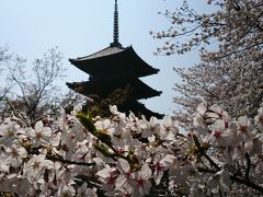 2019年4月散歩 京都の桜