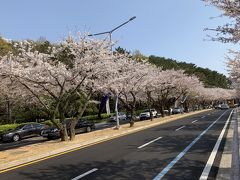 鎮海の軍港祭