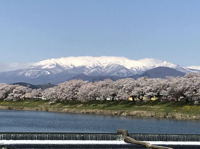 仙台に出張が有り,、桜前線も宮城まで北上していると<br />TVのニュースで放送していたので、東京に帰る前に早朝に<br />仙台から東北本線で船岡駅まで行き、白石川提を大河原駅まで<br />散策、天気も良く蔵王連峰まで綺麗に見れました。<br />