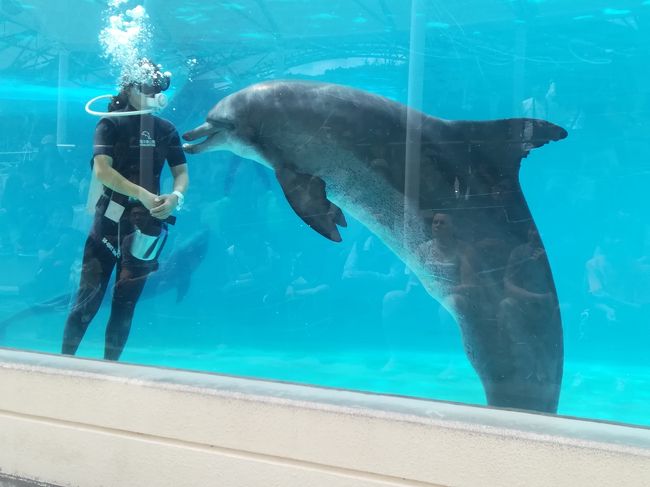 無料でイルカショー！美ら海水族館のある海洋博公園　オキちゃん劇場