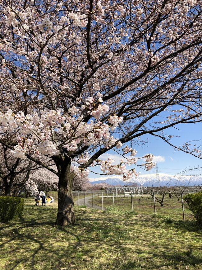 村上の吊るし鮭を見てみたく、行ってみました。雪山も桜もきれいでした。<br /><br />4月13日(土)加治川の桜、胎内市の水芭蕉、はまなすの丘<br /> 14日(日)イヨボヤ会館、鮭、笹川流れ<br /> 15日(月)小千谷 錦鯉の里<br />