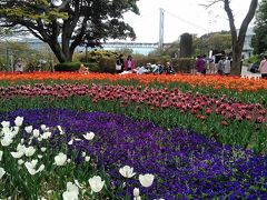 火の山国立公園のチューリップ