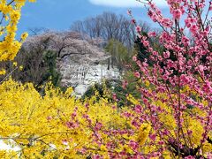 福島の春を訪ねて＜１＞　三春の滝桜～花見山公園～霞ヶ城公園