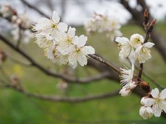 ちょい旅～2019 愛媛・故郷 松山市編～その2