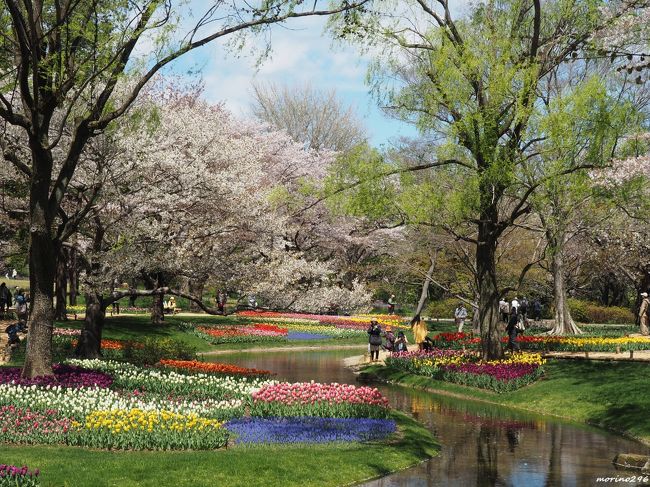 昭和記念公園のチューリップが見頃となったとのことで出掛けてきました。<br />今年は桜の花も長持ちしていて、桜とチューリップの饗宴を楽しむことができました。<br /><br />毎年、4travelの昭和記念公園ファン倶楽部コミュのチューリップオフ会に参加しているのですが、今年は開催日の4月13日に別の用事があり残念ながら出席できないため、この日に一人で出掛けることにしました。<br /><br />昭和記念公園では、3月23日～5月26日までフラワーフェスティバル2019が開催されています。