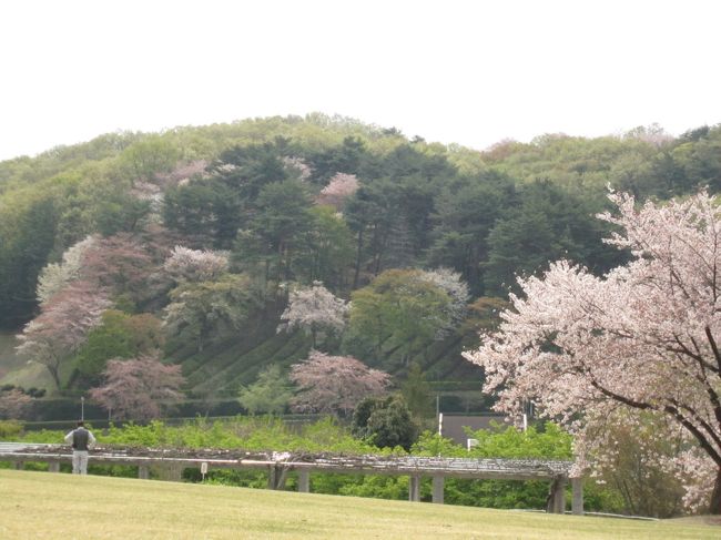 群馬県藤岡市の、みかぼ未来館そばの「ふじの咲く丘」で桜花鑑賞<br /><br />この時期は、丘陵に芝生と桜が楽しめる公園ですが、残念ながら、桜は盛りを過ぎていました。<br /><br />