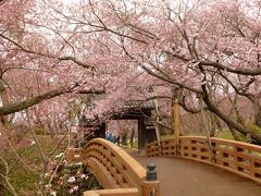 高遠城址公園・・桜、桜♪