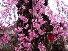 福島の桜と那須湯本温泉へ