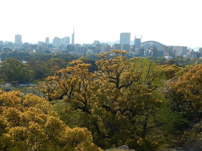 4月12日、午後3時40分過ぎに舞鶴公園に来ました。 母の入院先に見舞いした後、福岡城跡及び天神へ行きたかったので六本松経由で舞鶴公園に来ました。 桜の花は終わりに近かったですが、八重桜やつつじの花及び美しい新緑が見られました。本丸の天守台跡からの大濠公園、シーサイド百道の風景は素晴らしかったです。<br /><br /><br /><br />*写真は本丸天守台跡からみられる風景・・シーサイド百道が見られる