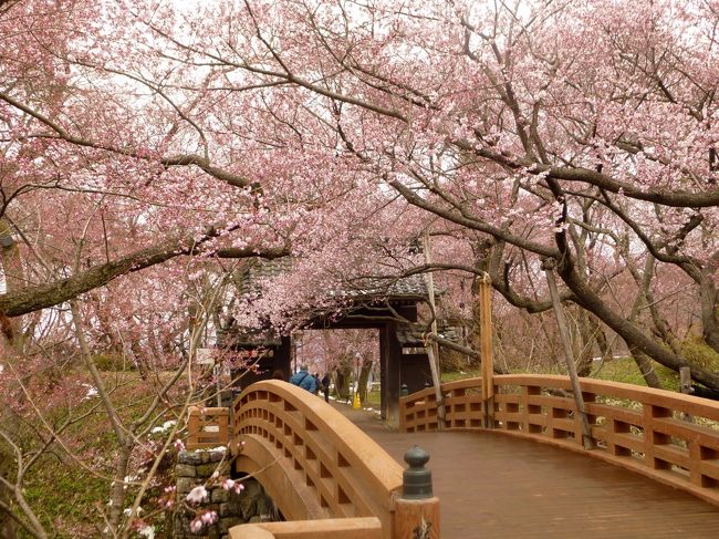 今年こそ高遠の桜を見に行く！とても混んでいるそうなので、なるべく近くに泊り早朝出かけることに。<br />前々日に何と雪が降って今年一番くらいに積もったそうだけど大分溶けていた。<br />伊那の辺りはまだ梅が咲いていて桜はまだまだな感じ。情報によると高遠も３分咲き。。<br /><br />１２日<br /><br />大芝高原の宿を朝７時半くらいに出て、８時前に噂の渋滞も無く高遠へ到着。<br />桜はつぼみもピンクなので、城址公園はピンクの世界♪<br />まだ人もそんなに来てない朝の公園を散策。<br />南のゲート近くに行くとほぼ満開の桜に出会えた♪<br /><br />帰る頃になって人がゾロゾロやってきた！・・退散。<br /><br />