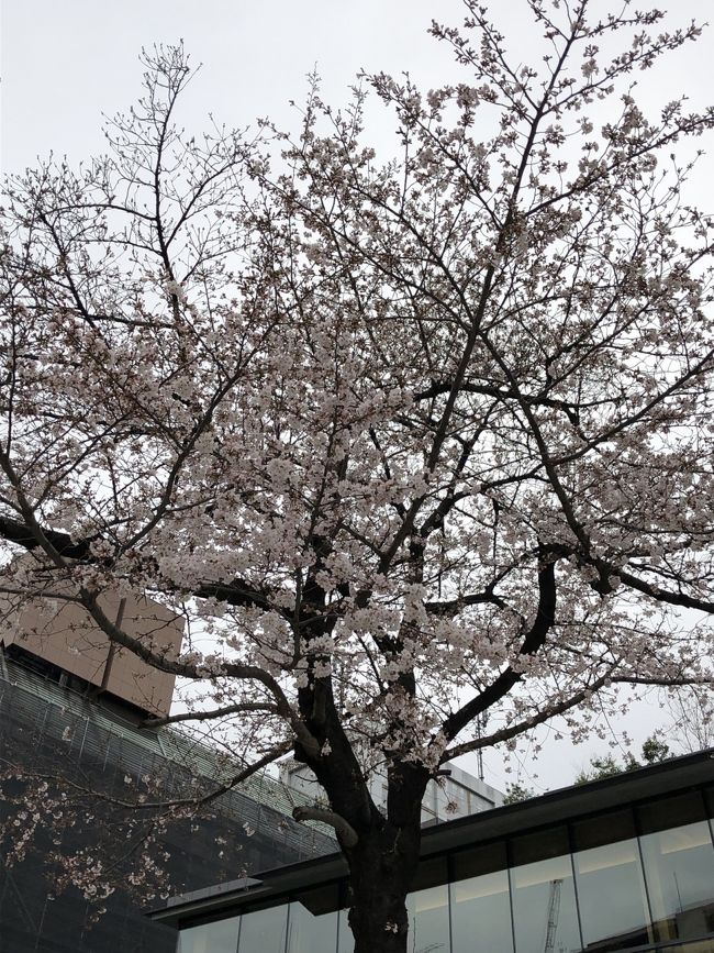 花曇りの神田明神