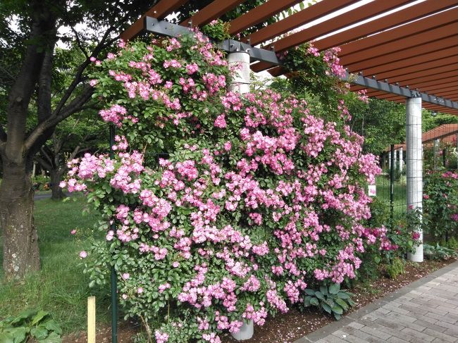 松本空港のそばで開かれた花フェス。 会期終了間際にようやくバラが咲き始めました。