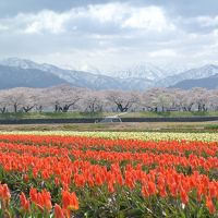 桜とひすいの富山旅