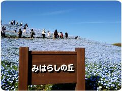 ☆450万本“インシグニスブルーの絶景”{ネモフィラ}『国営ひたち海浜公園』＆おまけのゴルフ