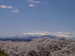 南東北にも春が来た～！！福島県・花見山公園と宮城県・白石川堤一目千本桜へ・・満開の桜を楽しんで来ました♪♪