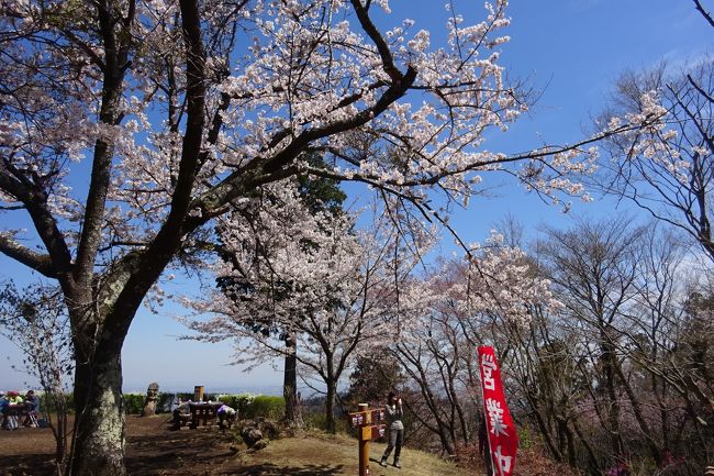 高尾山山頂も桜が見ごろ。<br />前日のＴＶ「百名山」で、小仏城山に東尾根から登るコースをやっていた。このコースは登った事が無いし、天気も良さそうなので急遽高尾山登山をすることにした。<br />東尾根コースは案内板も無く、人が少なく快適な登山に成った。スミレなどを見ながら、小仏城山の山頂を目指した。<br />頂上付近は、期待通りの満開の桜。「千本桜」も見事な桜の森の成っていた。<br />富士山も見られ、下山後に温泉に浸かって良い登山に成った。<br />(写真は小仏城山山頂）<br /><br />過去の高尾山は「旅行記グループ」を見てください。<br />ルート、季節の参考に成ると思います。　