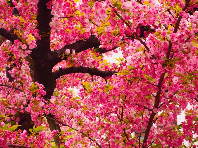 令和になりましたね。<br />新元号初の旅行記は、大阪の造幣局の桜の通り抜けで。<br /><br /><br />京都と大阪でちょっとした用事が入る。<br />日帰りしても良いのだけれど、大阪に住む知人が造幣局の桜の通り抜けに行ったことが無いというので案内することに。<br /><br />非大阪在住者が大阪在住者を案内するというのも変な話だけれど、まあ得てしてそんなものだ。<br />東京タワーに上ったことが無い東京モンはゴマンと居る。<br /><br />というわけで、ちょっと天気はイマイチでしたが最終日前日の造幣局通り抜けへ。<br />桜を楽しんだ後は、予定通り昼から一杯。<br />桜は飲むための口実だと言えなくもない、大阪の旅。<br /><br /><br />造幣局の通り抜け、昨年は4月15日に造幣局を訪れているけれど、今年の方が断然良かった。<br /><br />昨年はこちら。<br /><br />大阪出張のついでに北浜の歴史的建造物と造幣局の通り抜けと服部緑地公園と大阪C級グルメを楽しむ。<br />https://4travel.jp/travelogue/11350389