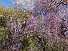 龍安寺の枝垂桜が好き。みごとな枝垂桜です。
