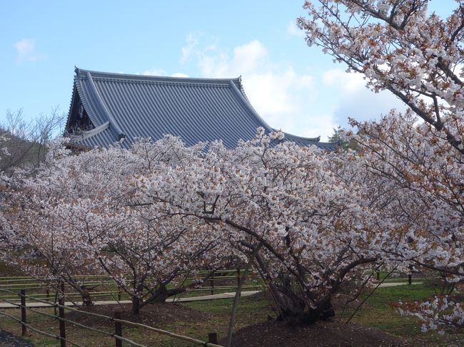 ソメイヨシノが終わったこの時期。仁和寺の御室桜の出番です。御室桜はちょっとソメイヨシノより後れて咲きます。御室桜の時期にあわせて見に行きました。