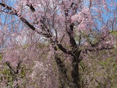 京都府立植物園の枝垂桜。みごとに咲いていました。すばらしいところです。