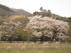 桜前線を追いかけて