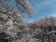 「伊那・駒ヶ根」満開、絶景の高遠城址公園と六道の堤と伊那公園と春日公園の桜と、中沢の花桃