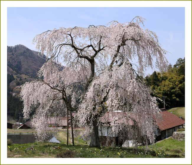 ■春真っ盛り♪西中国山地の里山を走る。圓立寺の枝垂れ桜と小田掛の枝垂れ桜<br /><br />【　手記　】<br />　西中国山地、春ならではのさくら観賞めぐり、今回は自宅から80㎞弱、１時間と少しで行くことができる北広島町の圓立寺と小田掛（中原）の枝垂れ桜を観賞しに行ってきました。北広島は標高が高いので下界より1週間～２週間ほど遅れて春が訪れ桜が開花します。春真っ盛り♪西中国山地の里山景色を楽しみながら走り回って参りました。<br />　広島高速⇒山陽道⇒広島道⇒中国道⇒浜田道大朝インタOFF<br /><br />▽圓立寺の枝垂れ桜／広島県山県郡北広島町大朝<br />　圓立寺境内にある樹齢約360年、周囲2.7ｍ、樹高9ｍのしだれ桜。見上げれば、天から桜の花が降ってくるようだ。<br /><br />▽小田掛（中原）の枝垂れ桜／広島県山県郡北広島町中原<br />　山県郡北広島町中原の小田掛集落の屋敷地に立っているシダレザクラ。終戦後に家主の両親が結婚記念に植樹したものという。「謳歌桜」と命名され、、周囲の景観と相俟ってカメラマンに人気のある一本桜である。