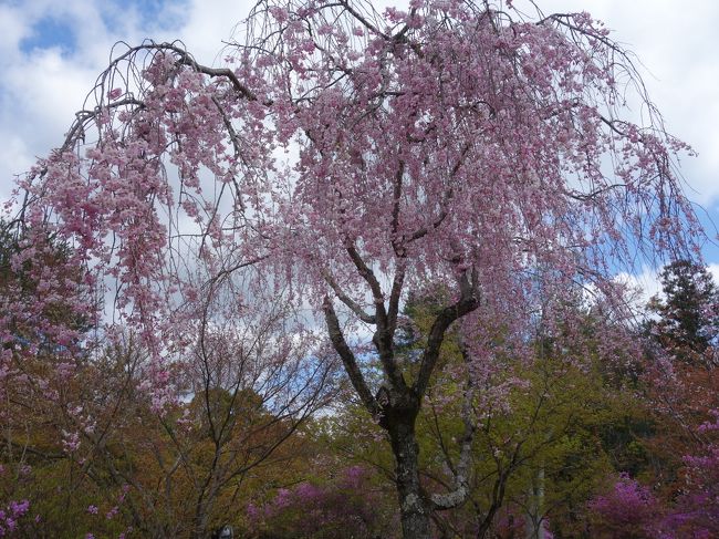 仁和寺の御室桜を満喫した後は,お庭の散策です。いろいろな花が咲いていて,とてもきれいでした。