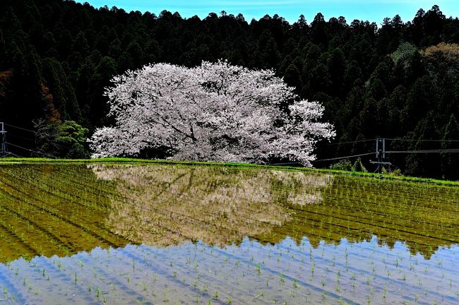 伊勢本街道諸木野宿に咲く諸木野の桜