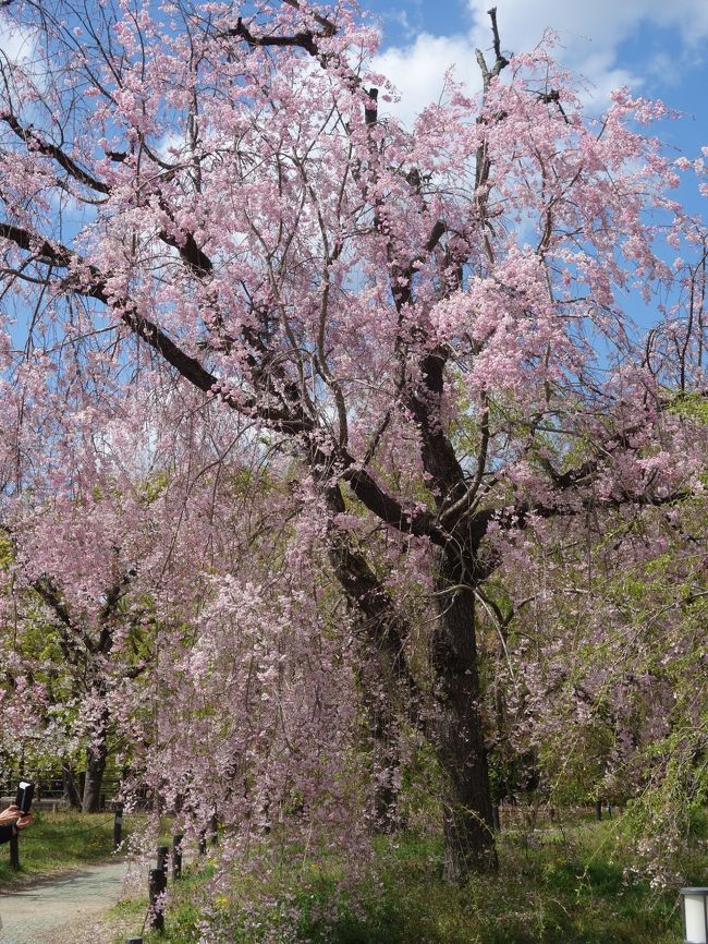 京都府立植物園。ここも管理がしっかりしているところです。期待していた枝垂桜がみごとに咲いていました。すばらしいところです。